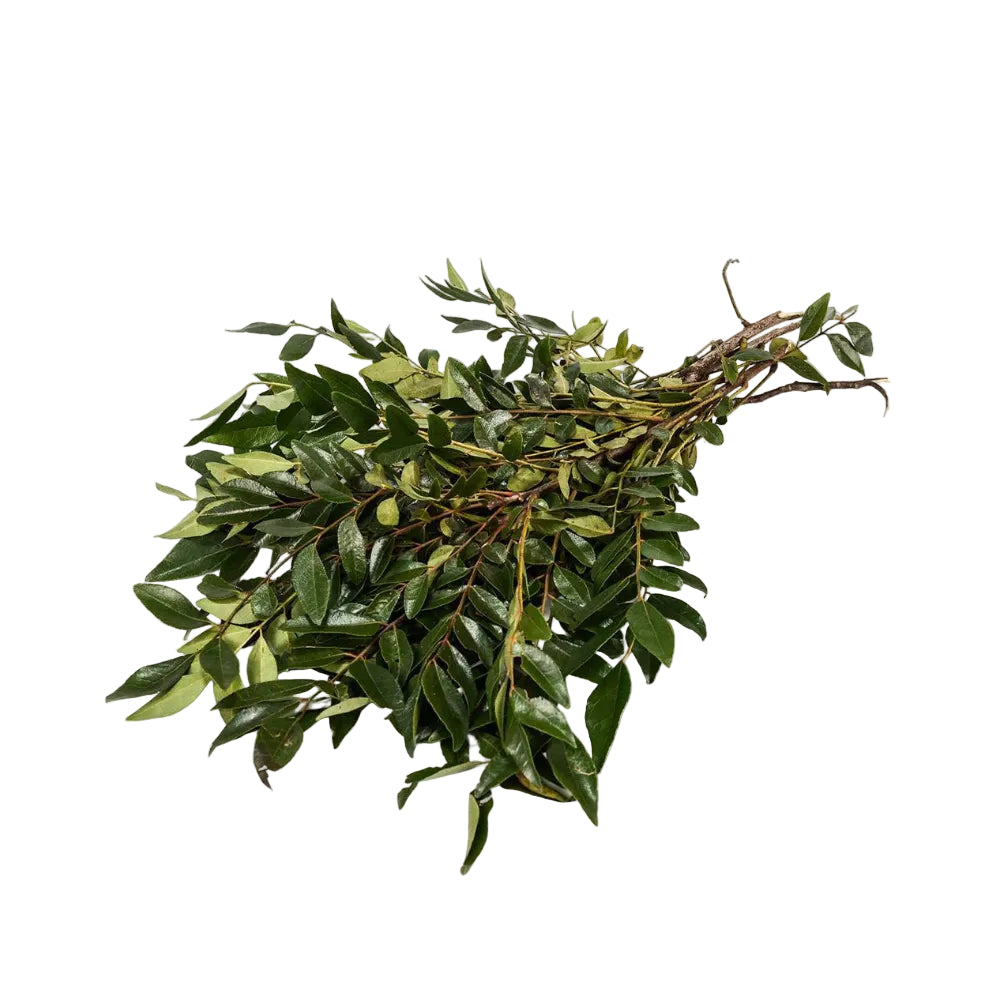 Bunch of green leaves on a white background