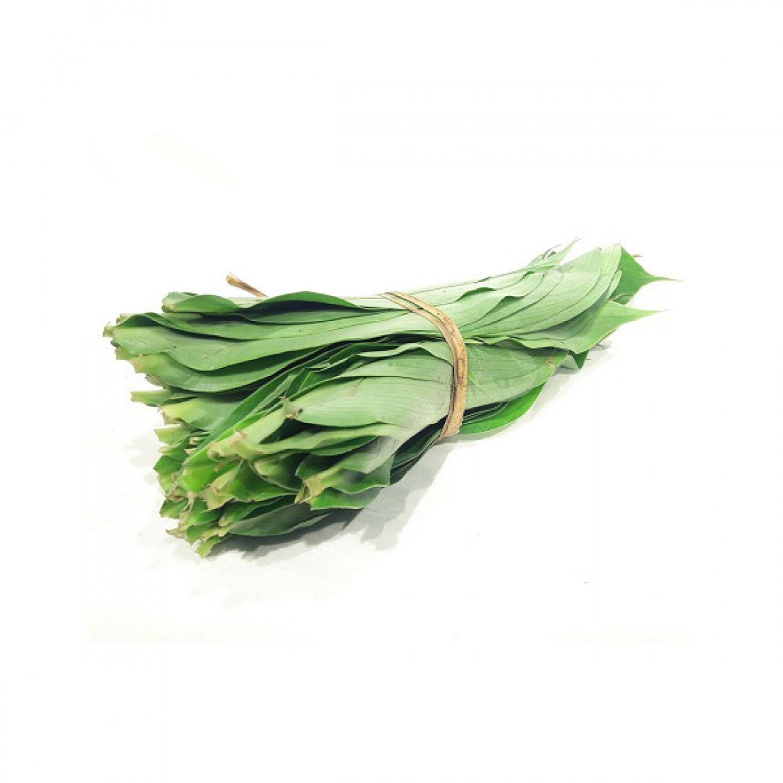 Bunch of fresh green leaves tied with a rubber band on a white background