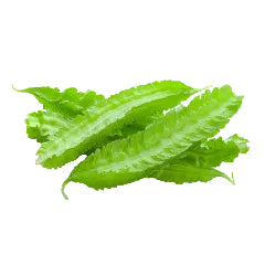 Green leaves on a white background