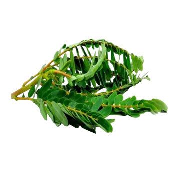 Green leafy branch on a white background