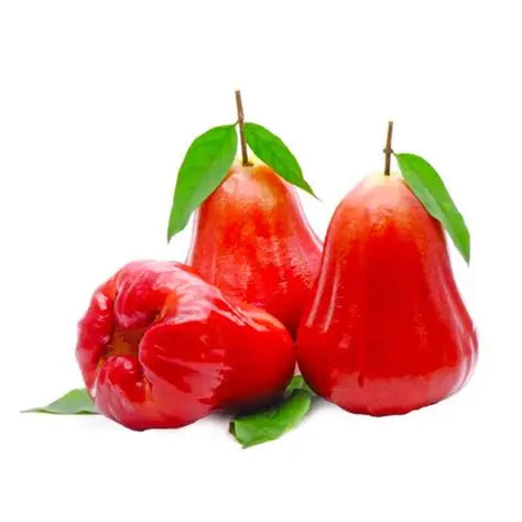 Rose Apple (Jambu)
