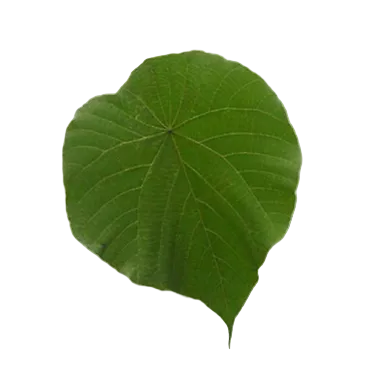 Green leaf on a white background