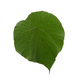 Green leaf on a white background