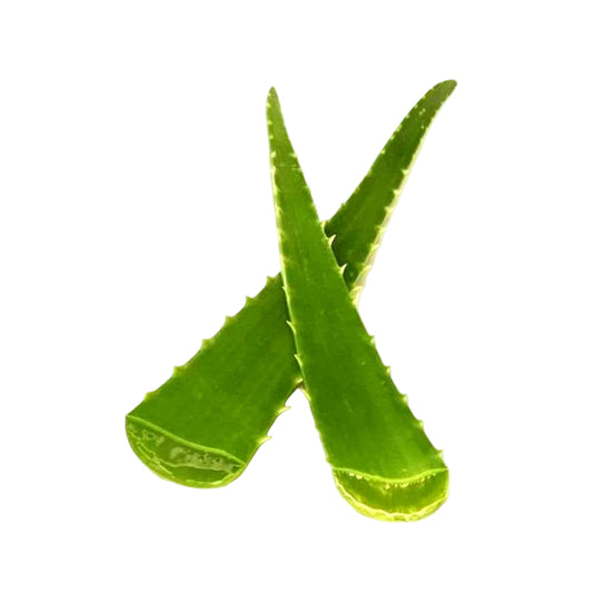 Three green aloe vera leaves on a white background