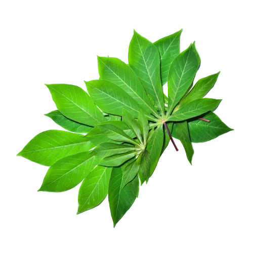 Close-up of green leaves on a white background