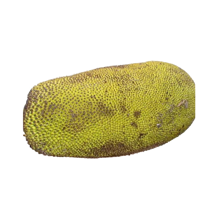 Jack Fruit(Kos)